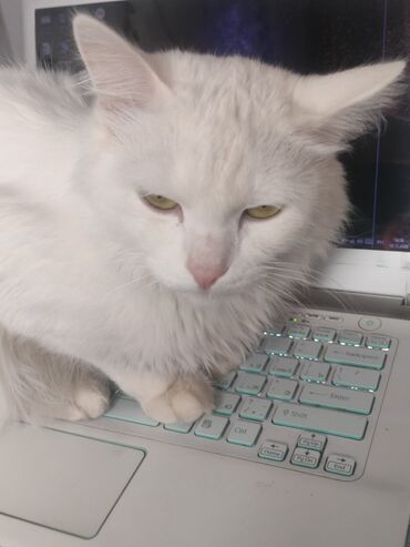 Продажа кошек: Ангорская, 10 месяцев, Девочка, Белый, Приучена к лотку — 4