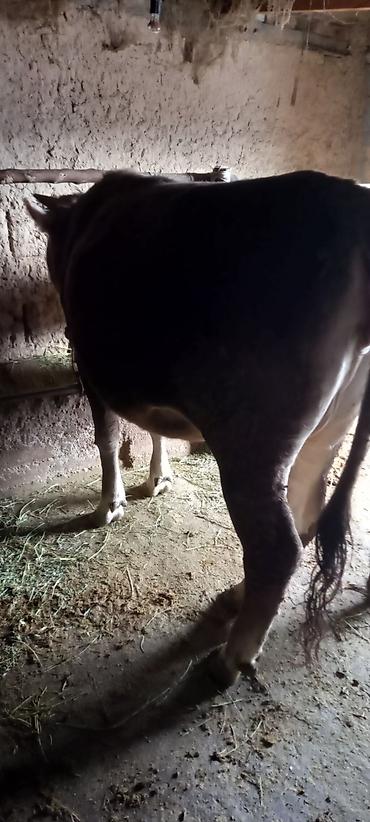 Коровы, быки: Продаю | Бык (самец) | На забой | Привязанные — 6