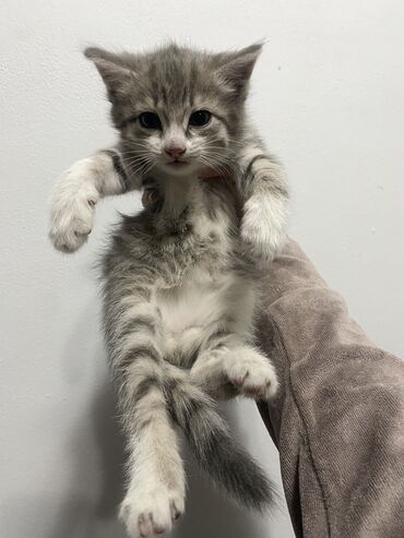 котенок белый купить: 1 месяц, Девочка, Приучена к лотку