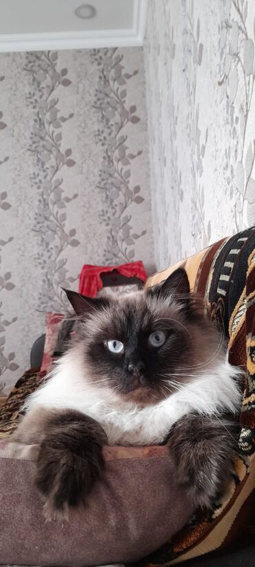 Pişiklər: Сиамская кошка.3 года. 450 azn.приучена к песку.,к купанию -da lalafo.az — 3 Pişiklər: Сиамская кошка.3 года. 450 azn.приучена к песку.,к купанию — 3