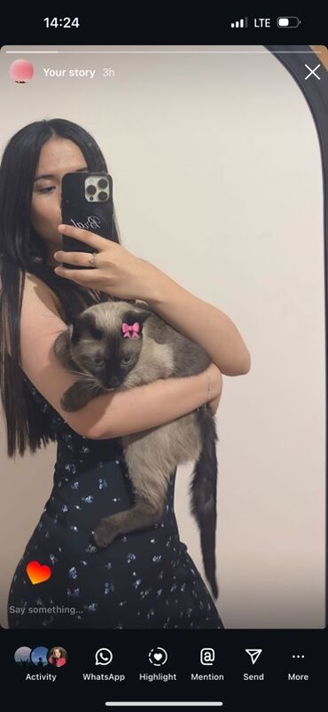 цена вислоухих котов: Изящная сиамская кошка с характерным окрасом пойнтов и яркими голубыми