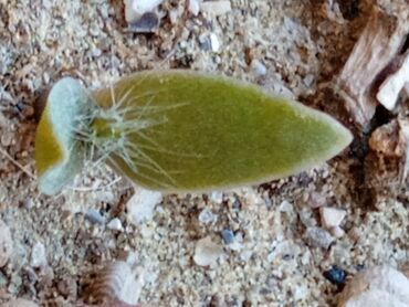 Toxumlar: Растения на заказ и в продаже кому интересно пишите -da lalafo.az — 10 Toxumlar: Растения на заказ и в продаже кому интересно пишите — 10