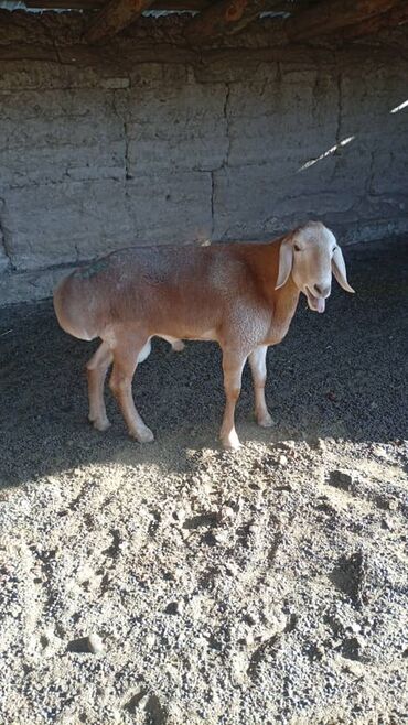 хомяк домашний купить: Продаю | Баран (самец) | Для разведения