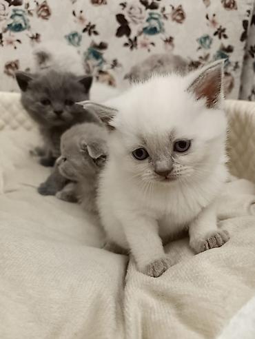 Pişiklər: Şotland, Ödənişli çatdırılma — 13