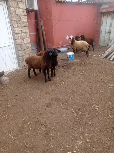 Qoyunlar, qoçlar: Erkək, Qala, il: 1, Damazlıq, Ətlik, Ünvandan götürmə — 21