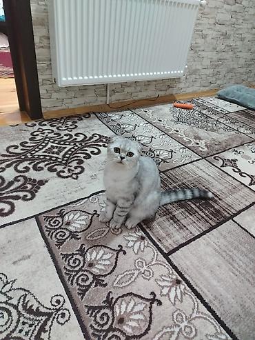 il: Şotland yastı qulaq, Erkək, Yaxşı əllərə, Pulsuz çatdırılma — 1