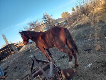 животные лошадь: Продаю | Конь (самец) | Дончак