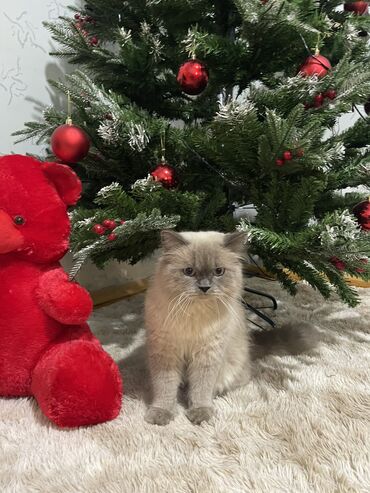 Pişiklər: Şotland uzun tüklü, Erkək, Cütləşmə üçün, Ünvandan götürmə — 2