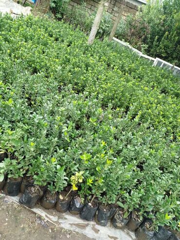 Ağaclar: Dekorativ agaclar — 10