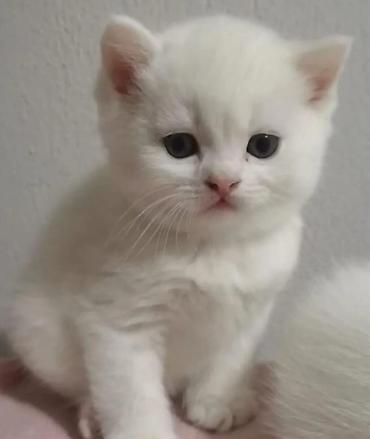 Pişiklər: Şotland yastı qulaq, Dişi — 10