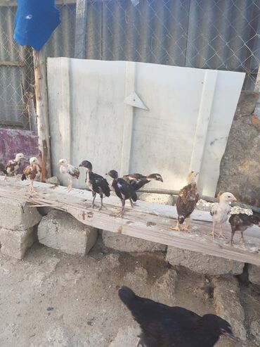 hind quşları: Toyuq cücələri, Damazlıq