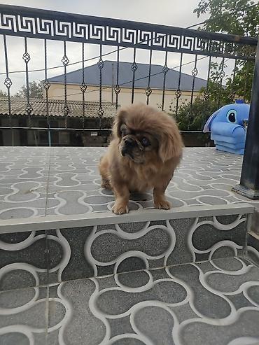mingecevir it: Pekines, Erkək — 2
