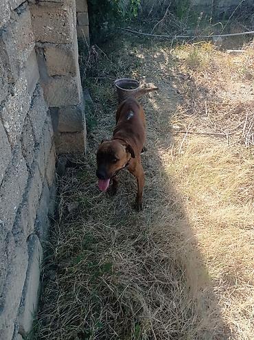 pitbul balaları: Pitbul, 2 il, Erkək, Cütləşmə üçün, Ödənişli çatdırılma, Ünvandan götürmə — 2