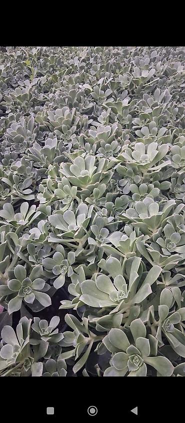 kala gulune qulluq: Sukkulent – Echeveria tipli dekorativ bitki (qara plastik saksıda) - — 5