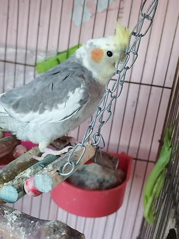 qus sesleri: Nimfa (cockatiel) papağanı – boz-ağ lələklər, sarı çəngəlvi toqqa və — 3