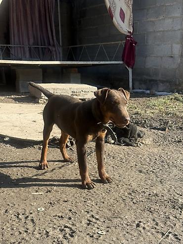 Продажа собак: Доберман, 4 месяца, Самец — 1