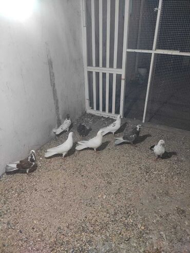 goyercin yuvası: Hamisi 40 azn enli quyrudular ela aktiv quslar.maraglanan yazsin
