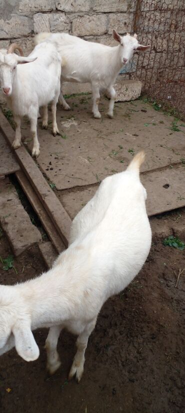 Keçi, çəpiş: Ağ rəngli yerli keçilər – bir qrup halda. - Qulaqları sallanan, qısa — 5