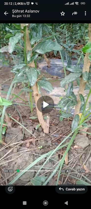 Ağaclar: Salam 4 illik nar tingləri satılır gülövşə sort və donuz burnu — 5