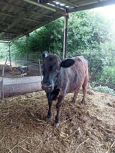 Коровы, быки: Продаю | Бык (самец) | Полукровка | На откорм — 9