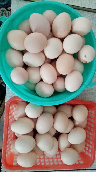 яйцо перепела: Продам яйца куриные домашние по 15 сом на инкубацию и прочее село