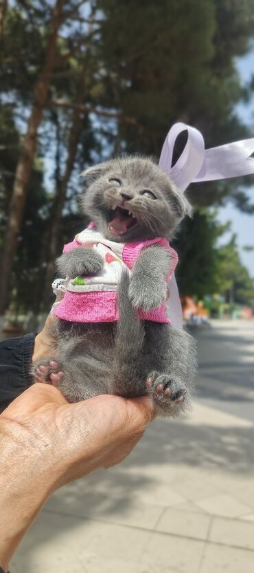 Pişiklər: Tabbi, Dişi, Yaxşı əllərə, Ödənişli çatdırılma