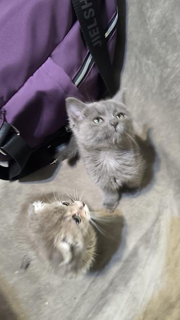 Продажа кошек: Котятам 2 месяца дымчатый мальчик серая девочка в лоток ходят продам — 2