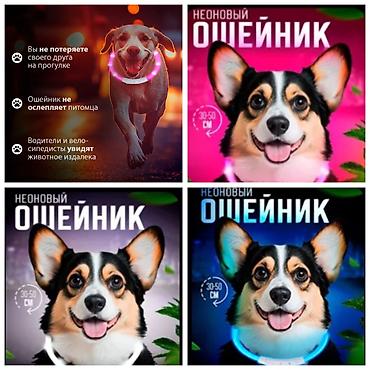 Зоотовары: ПРОДАЮ СУПЕР ПРОЧНЫЙ МЯЧЬ ДЛЯ СОБАК,А ТАК ЖЕ — 19