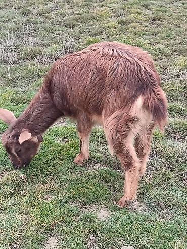 Keçilər, çəpişlər: Çəpiş keçi qoyun sürü və ya tək tək satram. Qiymet ferqlidirMəhsul — 11