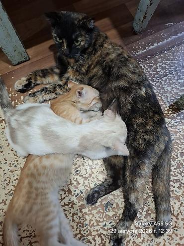 Котята от домашней кошки - Помёт из двух котят: один кремово-бежевый