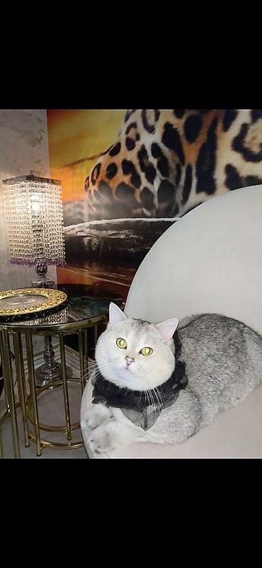 Pişiklər: Şinşilla, Erkək, Cütləşmə üçün — 5