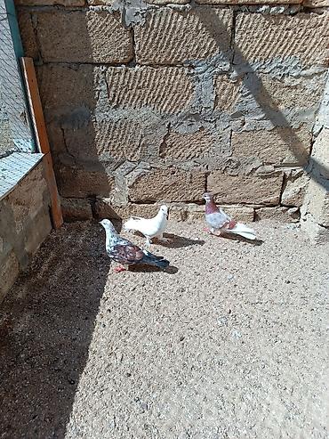 ucuz goyərcinlər: Quşlar hamısı bir yerdə satılır. Tam sağlam normal uçan quşlardı — 4