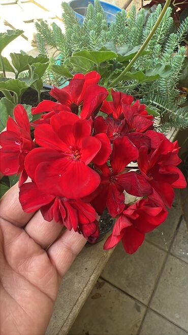 Otaq bitkiləri: Her biri ucuz kimete Gencededi catirma var size yaxin yere ancag — 19