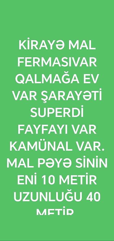 Kiralık mal-qoyun ferması - Sahə ölçüləri: eni 10 metr, uzunluğu 40