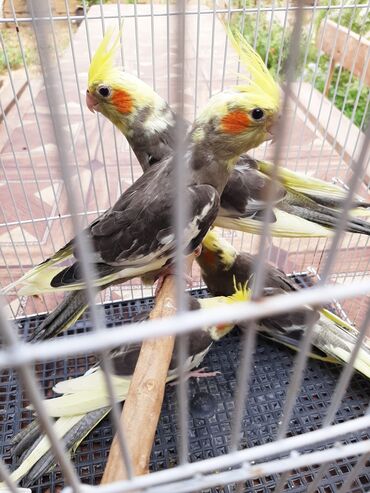 hazır inşalar: Cütə hazır cəp karellalar, 3 cüt. Saglamdırlar