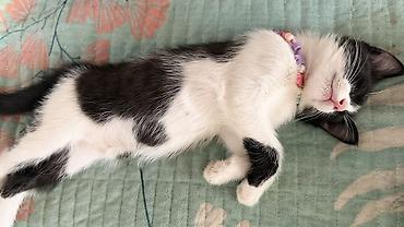 коты бесплатные: Котята домашние, помёт из трёх малышей: - Полосатый тигровый котёнок с — 6