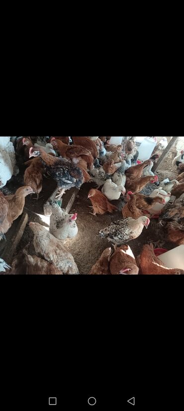 отдам в добрые руки: Toyuq, Ətlik, Ünvandan götürmə, Ödənişli çatdırılma
