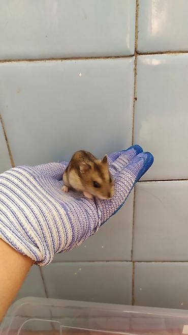 ит мышык: Хомяки. звонить писать на ватсап — 2
