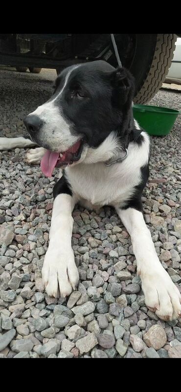 акустические системы bluedio колонка в виде собак: Собака черно-белого окраса, крупного телосложения. Короткая гладкая at lalafo.kg акустические системы bluedio колонка в виде собак: Собака черно-белого окраса, крупного телосложения. Короткая гладкая