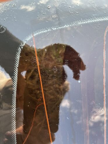 Avtomobil şüşələri: Hyundai markalı avtomobil üçün şüşə. Laminatlaşdırılmış, günəş -da lalafo.az — 12 Avtomobil şüşələri: Hyundai markalı avtomobil üçün şüşə. Laminatlaşdırılmış, günəş — 12