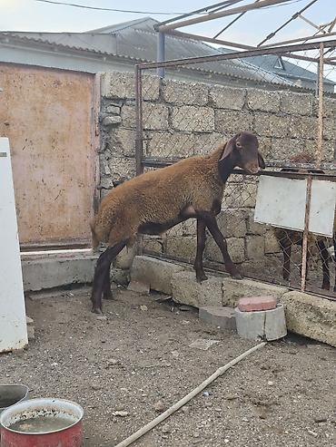 Quzu: Salam saglam arpa yonca yeyen heyvandı qala quzusudu real alıcılar — 1
