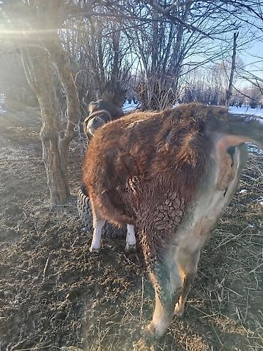 Коровы, быки: Продаю | Корова (самка) | Для молока | После отела — 7