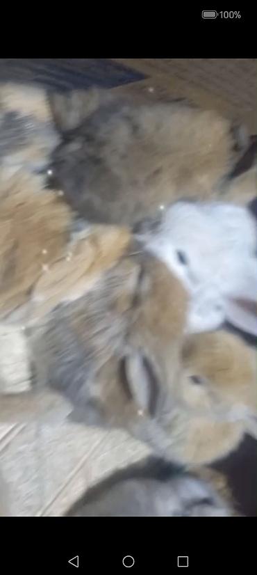 Dovşanlar: Cins ve yerli dovşan balalari. Böyuyen ve boyumeyen. Tek ve top — 5