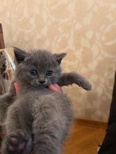 Pişiklər: Britan — 8