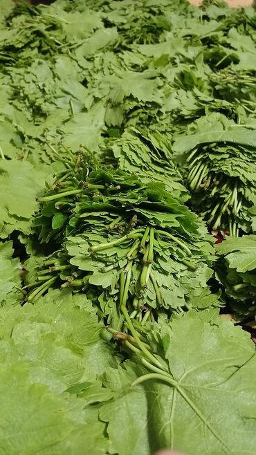 Digər qida məhsulları: Yarpaq . Ağ üzüm yarpağıdır. İncə, kövrək yarpaqdır.Dolması çox — 2