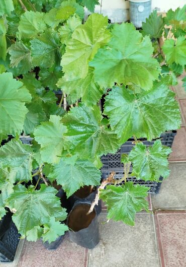 Şitillər: Gəl, bax, seç, apar. Məkan Bilgəh. Köklü Torpaqlı dibçəkdə: Ağ şanı - — 14