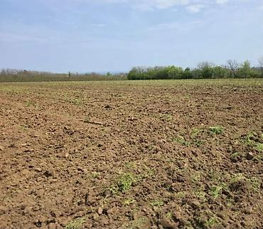 prodaja kuca negotin: Poljoprivredno zemljište – Smederevo (lokacija ucratana na mapi) - — 3