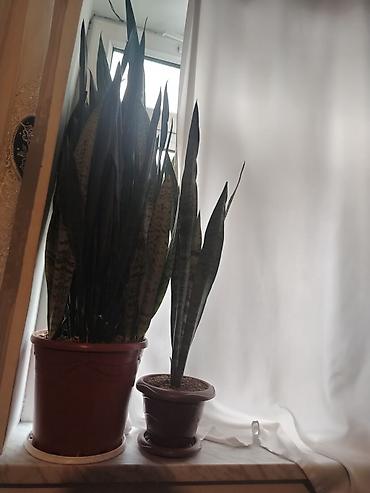 sansevieria gulu: Sansevieria (Qaynanadili) otaq bitkisi - Növ: Sansevieria trifasciata — 1