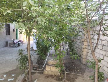 Günlük kirayə evlər: 3 kv. m, 6 otaqlı, Qaz, İnternet, Artezian quyusu -da lalafo.az — 17 Günlük kirayə evlər: 3 kv. m, 6 otaqlı, Qaz, İnternet, Artezian quyusu — 17