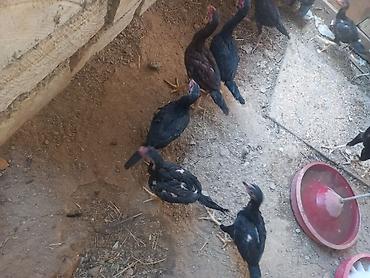 ev heyvanları satışı: Toyuq, Adler, Damazlıq, Ödənişli çatdırılma, Ünvandan götürmə — 1